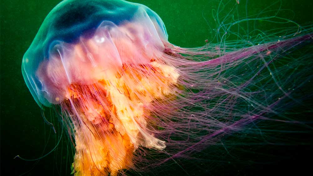 Jellyfish Serves Variety Of Venoms In Stinging Cocktail | The Institute ...